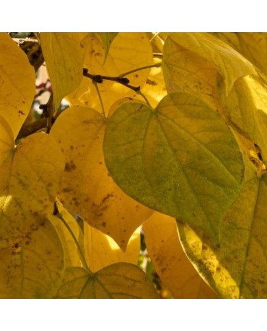 Cercis siliquastrum : feuillage d'automne