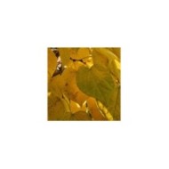 Cercis siliquastrum : feuillage d'automne