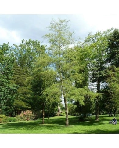 Alnus glutinosa 'Imperialis' 