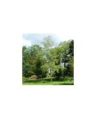 Alnus glutinosa 'Imperialis' 