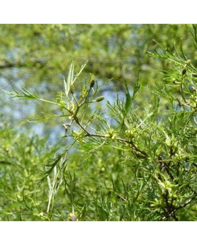 Alnus glutinosa 'Imperialis' (détail du feuillage)