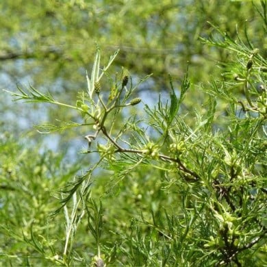 Alnus glutinosa 'Imperialis' (détail du feuillage)