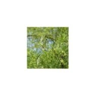 Alnus glutinosa 'Imperialis' (détail du feuillage)