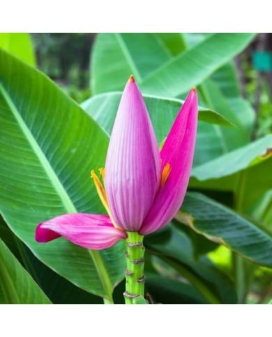 Bananier rose (Musa velutina) (Narin / Adobe Stock)
