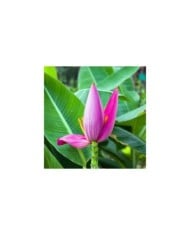 Bananier rose (Musa velutina) (Narin / Adobe Stock)