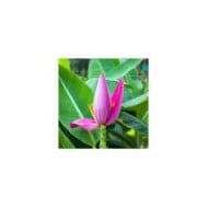 Bananier rose (Musa velutina) (Narin / Adobe Stock)