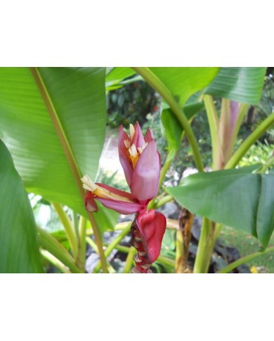 Musa velutina - fleurs roses