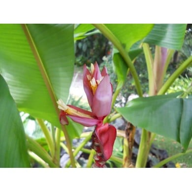 Musa velutina - fleurs roses