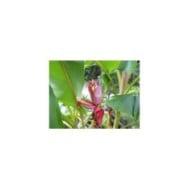 Musa velutina - fleurs roses