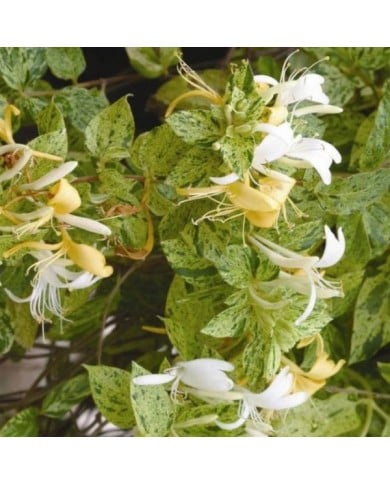 Chèvrefeuille du Japon panaché Mint Crisp®