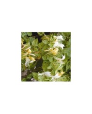 Chèvrefeuille du Japon panaché Mint Crisp®