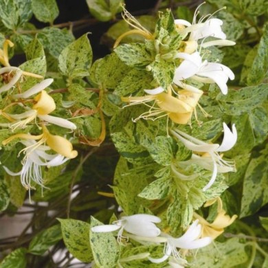 Chèvrefeuille du Japon panaché Mint Crisp®