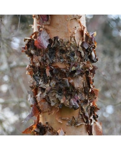 Betula nigra - écorce (Lotus Johnson / flickr.com)
