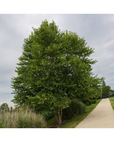 Betula nigra - arbre (F. D. Richards / flickr.com)