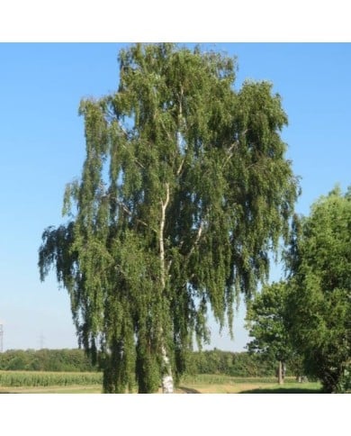 Betula pendula (Flickr - Andreas Rockstein)