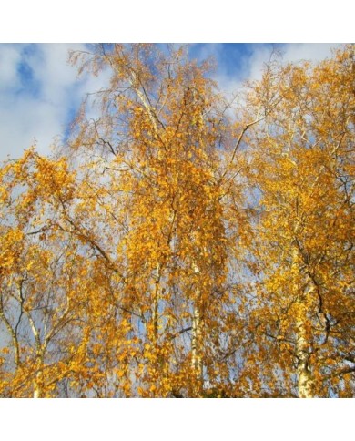 Betula pendula - feuillage d'automne - (Flickr - Andreas Rockstein)