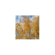 Betula pendula - feuillage d'automne - (Flickr - Andreas Rockstein)
