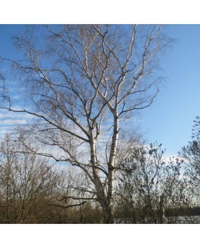 Betula pendula - silhouette et écorce (Flickr - Andreas Rockstein)