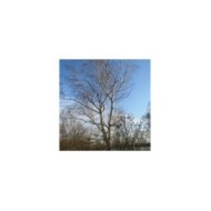 Betula pendula - silhouette et écorce (Flickr - Andreas Rockstein)