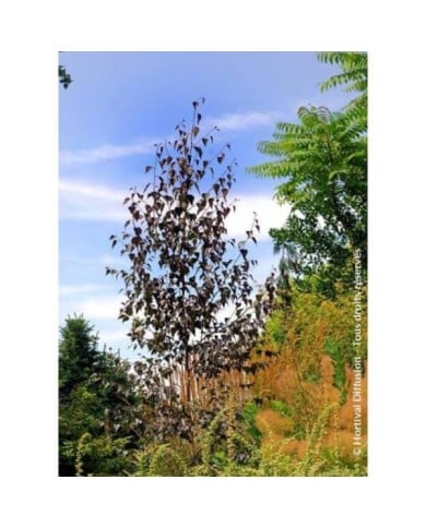 Betula Crimson Frost - couronne (Hortival Diffusion)
