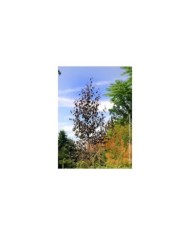 Betula Crimson Frost - couronne (Hortival Diffusion)