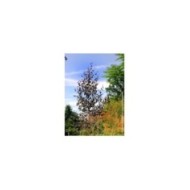 Betula Crimson Frost - couronne (Hortival Diffusion)