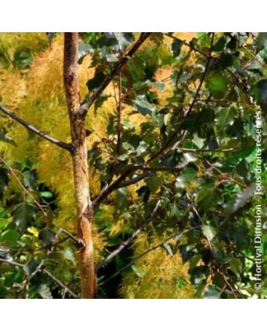 Betula Crimson Frost - écorce et feuillage (Hortival Diffusion)