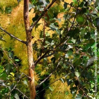 Betula Crimson Frost - écorce et feuillage (Hortival Diffusion)