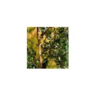 Betula Crimson Frost - écorce et feuillage (Hortival Diffusion)