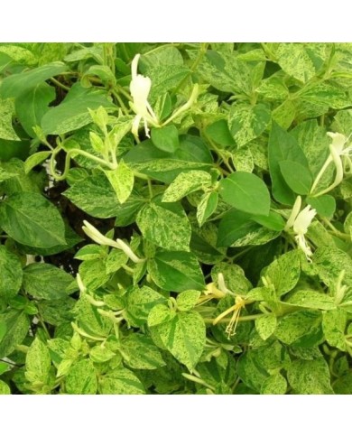 Chèvrefeuille du Japon panaché Mint Crisp®