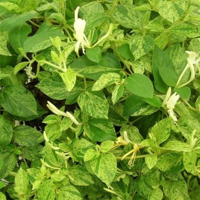 Chèvrefeuille du Japon panaché Mint Crisp®