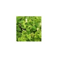 Chèvrefeuille du Japon panaché Mint Crisp®