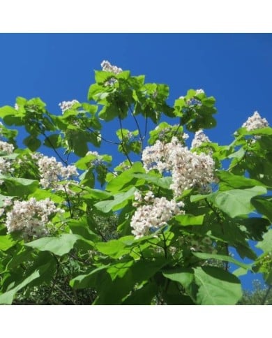 Catalpa bignonioides (Flickr - Andreas Rockstein)