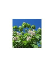 Catalpa bignonioides (Flickr - Andreas Rockstein)