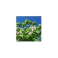 Catalpa bignonioides (Flickr - Andreas Rockstein)