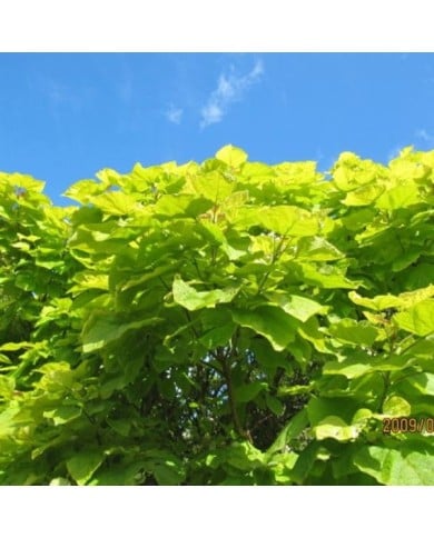 Catalpa bignonioides 'Aurea' (Leonora Enking / flickr.com)