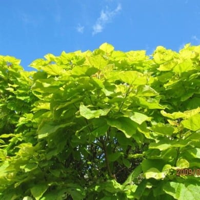 Catalpa bignonioides 'Aurea' (Leonora Enking / flickr.com)