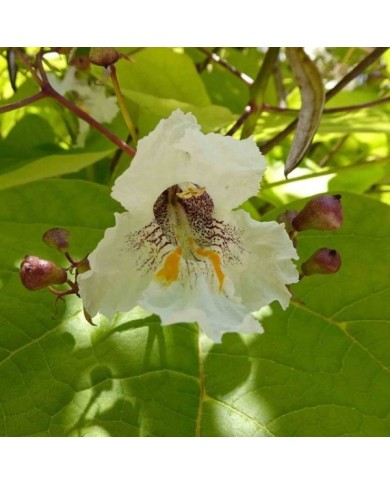 Catalpa doré - Flickr 