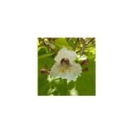 Catalpa doré - Flickr 