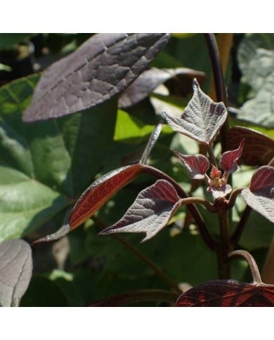 Catalpa bignonioides 'Purpurea' - Krzysztof Ziarnek / Wikipedia