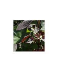 Catalpa bignonioides 'Purpurea' - Krzysztof Ziarnek / Wikipedia