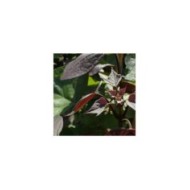Catalpa bignonioides 'Purpurea' - Krzysztof Ziarnek / Wikipedia