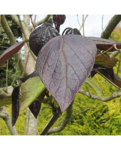 Catalpa pourpre - Flickr - Leonora (Ellie) Enking