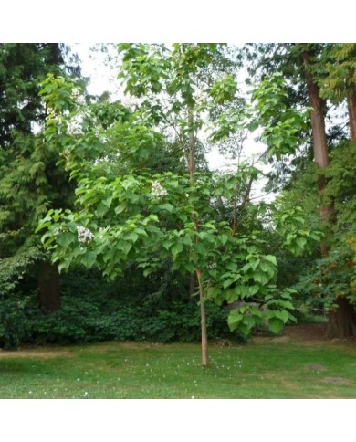 Jeune catalpa - Wendy Cutler / flickr