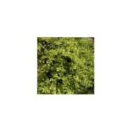 Chèvrefeuille du Japon panaché Mint Crisp®