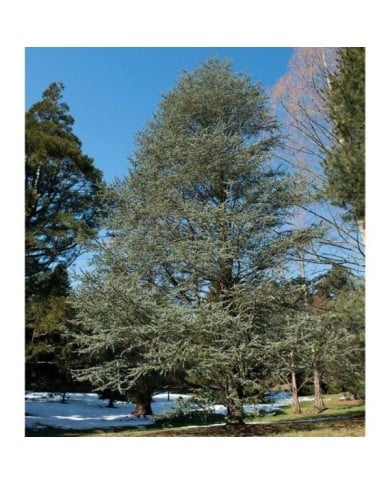 Cedrus atlantica Glauca - Cèdre bleu de l'Atlas - Arbre (Plant Image Library)