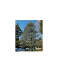 Cedrus atlantica Glauca - Cèdre bleu de l'Atlas - Arbre (Plant Image Library)
