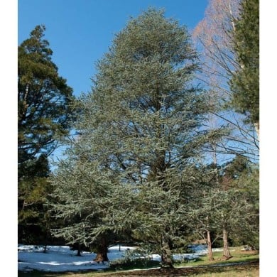Cedrus atlantica Glauca - Cèdre bleu de l'Atlas - Arbre (Plant Image Library)