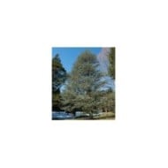 Cedrus atlantica Glauca - Cèdre bleu de l'Atlas - Arbre (Plant Image Library)