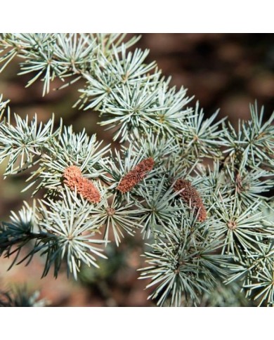 Cedrus atlantica Glauca - Cèdre bleu de l'Atlas (Plant Image Library)